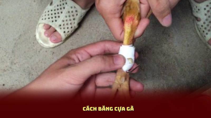 Cách Băng Cựa Gà – Chỉ Dẫn Chi Tiết Từ A – Z Cho Sư Kê