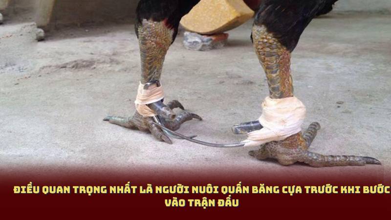 Điều quan trọng nhất là người nuôi quấn băng cựa trước khi bước vào trận đấu
