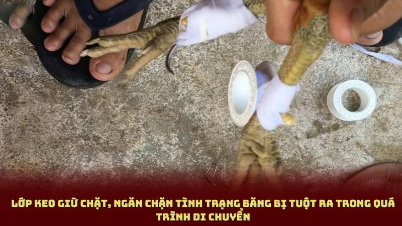 Lớp keo giữ chặt, ngăn chặn tình trạng băng bị tuột ra trong quá trình di chuyển
