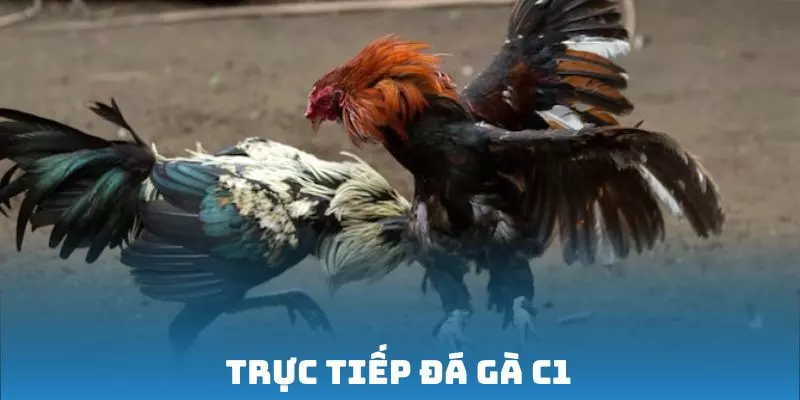 Trực Tiếp Đá Gà C1 – Trải Nghiệm Những Màn Kê Đấu Đỉnh Cao