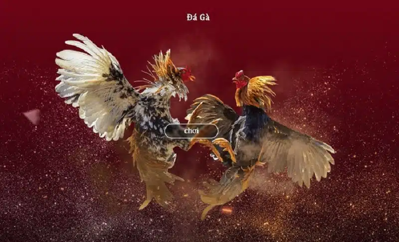Hướng dẫn đá gà trên mạng