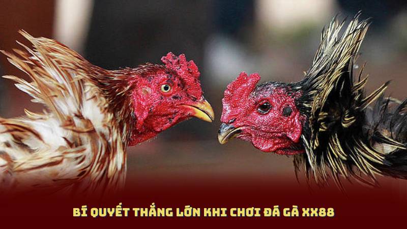 Bí quyết thắng lớn khi chơi Đá Gà XX88