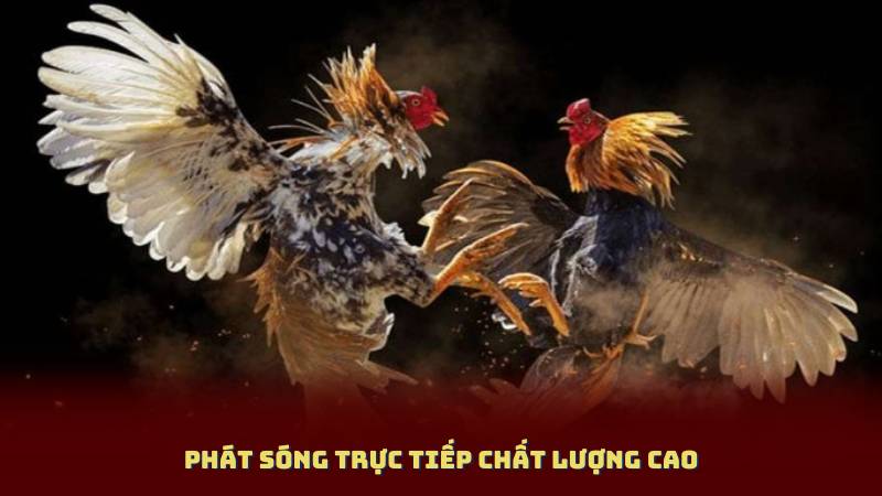 Phát sóng trực tiếp chất lượng cao